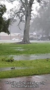 211K views · 3.5K reactions | Strong winds knocked down trees #wind #tree #satisfying #oddlysatisfying #usweather #usa | Agriculture &Tree-cutting | Facebook