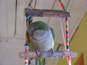 Quaker Parrots as Pets - Facts You Should Know