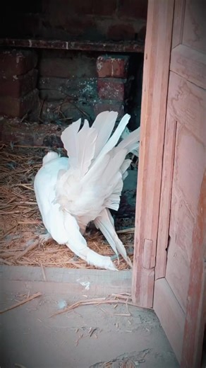 Exploring the Indian Fantail King Pigeon