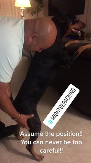 #patsearch #doberman #dobie #dog #puppy #animal #funny #police #laugh #hilarious #viral #comedy @shebasmom89 @sabrinaa_79 @armani_599 @celinetails @ilovemesome2pac @doberman_society @samanthadickinso57 @rivachloe_dobermann @ssportdoberman101 @tan73h @dobermann_bodyguard @aleesha.bushnell.cpdtka @monicacariddi @cocodobbie_ @abrickley78 @dobermann_prince @kingcooper_doberman @gertsogdober @dobiewonkenobi @ottoyeet @maya_canecross @banedobie @vinnythedobeee @zanethedoberman @vinnie.pawz.dobermann