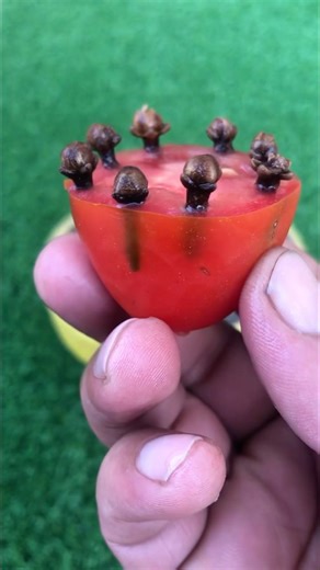 Today Grow Cloves at Home / How to Grow Cloves Using Aloe Vera #shorts #viral