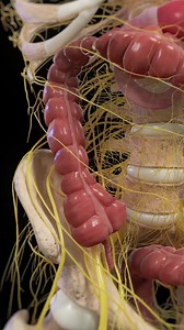 572K views · 4.7K reactions | The large intestine isn’t just passive...
