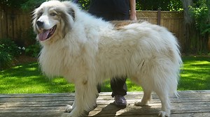 683K views · 19K reactions | WARNING: You May Get Lost in This Dogs Floof | Great Pyrenees | Girl With The Dogs | Facebook