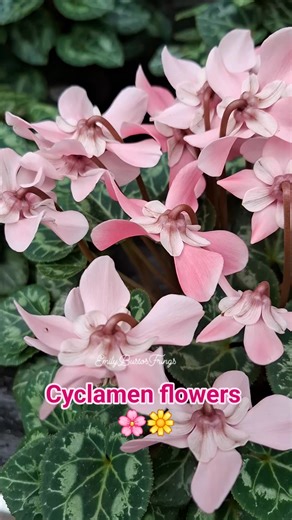 Cyclamen flowers, beautiful indoor plants 🌸🌼 #cyclamen #beautifulflowers #indoorplants #flowerlovers | Emily Bustos Frings