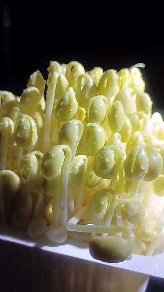 Bean Sprouts #food #traditionalhandmade #recipe #traditional #recipe