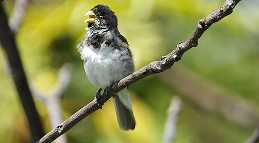 Baixar Canto de coleiro - Casa dos Pássaros