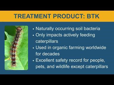 The Basics: 2026 Spongy Moth Eradication