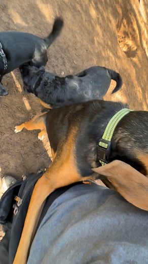 105K views · 7.5K reactions | How Scout spends his day  | K9 Konvoy | Facebook