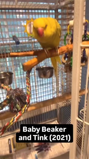 Beaker the Bird on Instagram: "A special throwback today - this was one of the first times Beaker and Tink were together! Tink was less than impressed 😄 #talkingbird #talkingparrot #couplegoals #funnypets #funnyanimals"