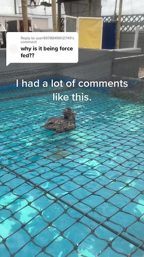 Reply to @user9078849612749 we love our birds and do what is necessary, to ensure they have the best chance of survival when released