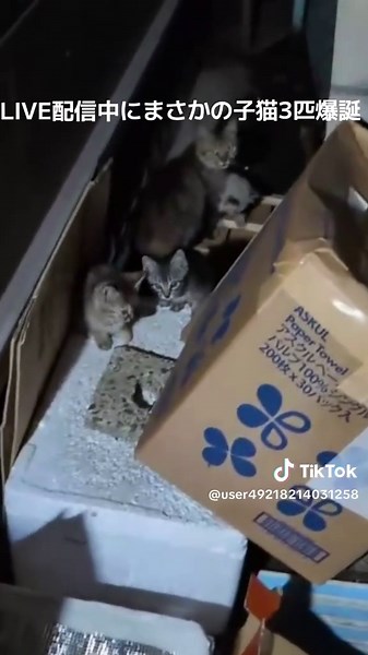 #tiktoklive #livehighlights #子猫 #キジトラ #ラグドール #猫