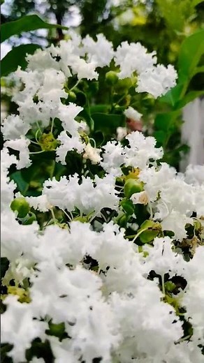 Lagerstroemia Indica | White Crape Myrtle - Plants.#flowers #gardenplants