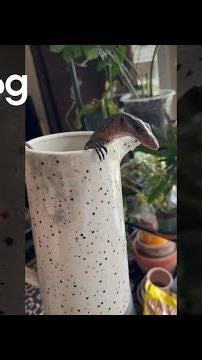 Monitor Lizard Takes a Bath || ViralHog