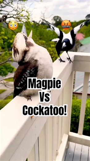 Australian MAGPIE Annoying KOOKABURRA! 🤣 #funny #birds #nature #magpie #shock