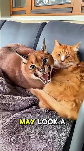 Caracal attack 🔥 protecting her babies #caracal #wildcat #animals