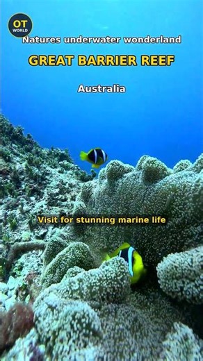 Great Barrier Reef — Australia Nature's underwater wonderland #shorts