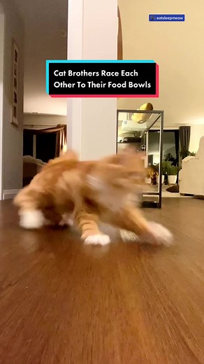 Cat brothers race each other to their food bowls 💨 #cat #catsoftiktok #catfood @Certified Cat Mom