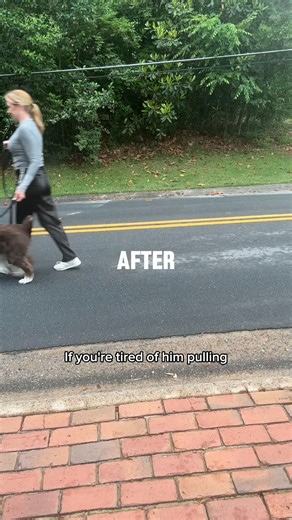 16K views · 52 reactions | Dragging, choking, pulling — if your dog...