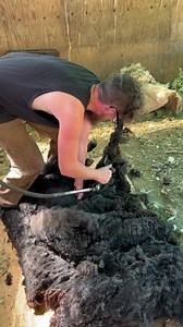 1.8K views · 30 reactions | Sheep shearing day. It’s quite a skill. We’re still learning a lot. The fleece are so beautiful. cr: rigzinmusic | Shearing Industry Culture | Facebook
