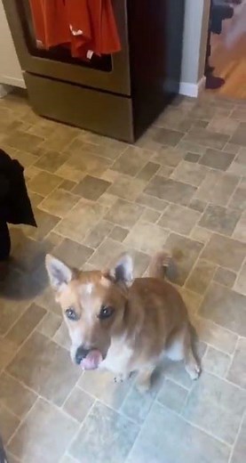 A dog will protect an egg at all cost they said