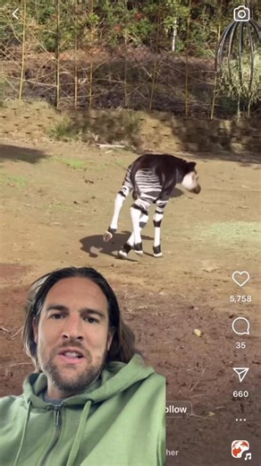 8 comments | Cincinnati bred a zebra with a giraffe 煉漣 #giraffe #animal #zoo #zebra #wildlife | Creature Curator | Facebook