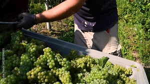 Ripe grapes before harvest in a vineyard at a winery