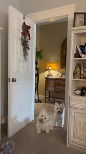 49K views · 4.2K reactions | From time to time they appear at the door willing Mama to understand their immediate needs—sadly head tilts and being adorable doesn’t always lead to effective outcomes. When in doubt—give them a treat it’s a win win ❤️ | The Piper Chronicles | Facebook