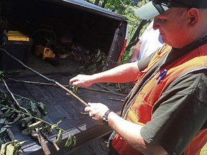 Foresters working to eradicate ailanthus trees along Roaring Run trail
