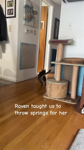 Raven's Training: How She Loves Playing with Springs