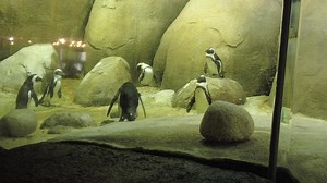 1.5K views · 67 reactions | The African Penguin habitat at the Zoo is...