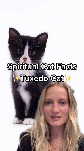 Tuxedo Cats: Spiritual Meanings and Personalities Revealed
