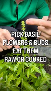 1M views · 9.7K reactions | Basil flowering is a part of the plant's...