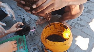 SURABAYA, INDONÉSIE - 30 JUIN 2024 : Les activités de reforestation des arbres utilisant des pots décorés usagés de gallons d'eau minérale, en commençant par fournir du sol, le processus de fertilisation et la plantation de plantes.