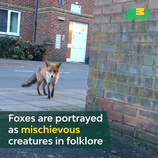 904K views · 16K reactions | This fox has a taste for  | Animal Planet | Facebook