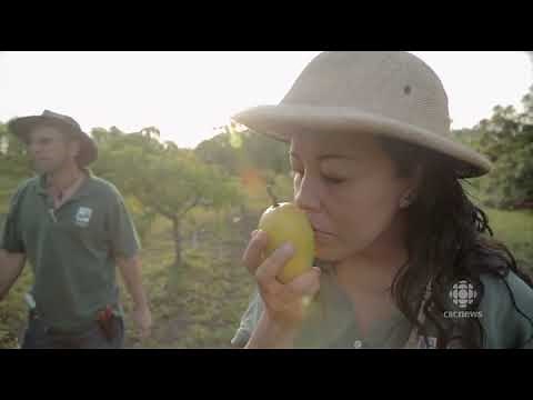 Fruit Hunters ( The Nature of Things ) Part 1/2