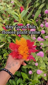 7.1K views · 272 reactions | All types of seeds plants and fertilizers for sale 8985771190 WhatsApp message | Kumari Sarath Putta | Facebook