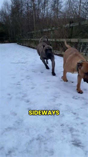 The best advice for delivery drivers when confronted by dogs #funny #dogs #doglover #dog #pets #doglife | David Rucker | Facebook