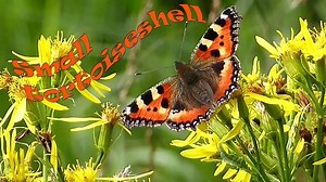 Clip: Small tortoiseshell