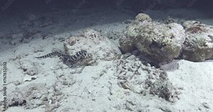 A banded sea krait, also known as a striped sea snake or Laticauda colubrina, moves forward in the lagoon. Check my gallery to see other clips from this series.