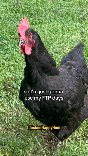 902K views · 37K reactions | FTP #ftw  #chickens #worklife #worklifebalance #funnyanimals #chickensofinstagram #sarcasm #comedy #chickenhappyhour | Chicken Happy Hour | Facebook