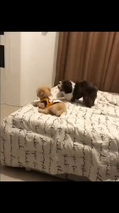 The happiest dog on the Earth | My Shih tzu world