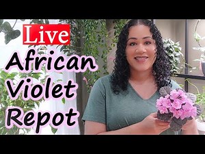 Repotting African Violets LIVE! Come Hang Out !