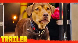 Netflix: la tierna película protagonizada por una perrita