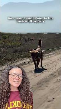 Hurt Dog Wouldn't Leave His Best Friend's Side Until Help Came | The Dodo