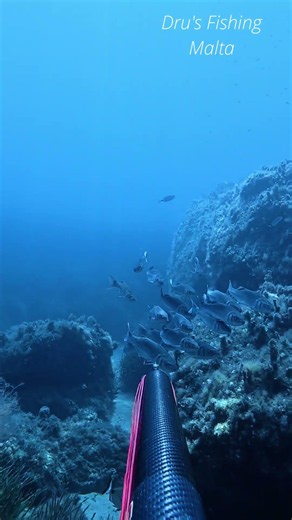 Self Control #fishing #pescasub #spearfishing #fish #spearo #pescasubacquea