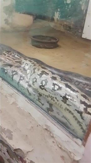 angry Python reaction #python #pythonsnake #giantsnakeattack #shorts #ytshorts