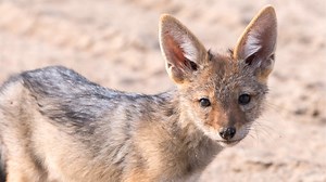 9.4K views · 631 reactions | Jackal 力 Meet Africa's Misunderstood...