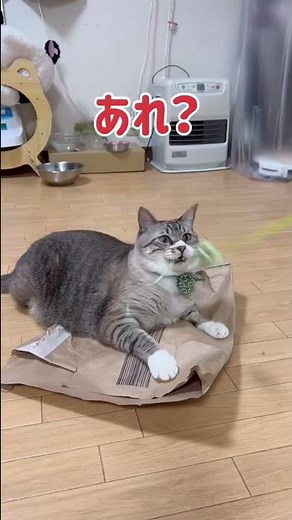 Boo Boo Cushion and Japanese Cat