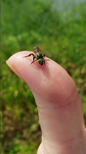 Sweat bee from the family Halictidae and genus Agapostemon