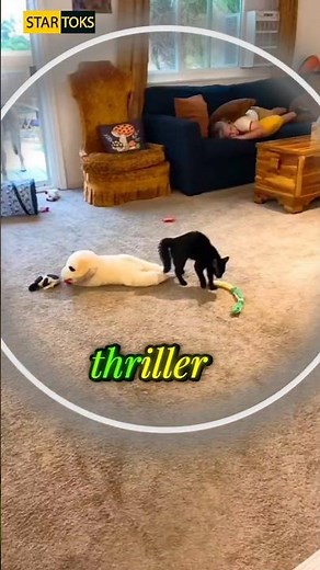This Cat Just Recreated Michael Jackson’s Thriller 😭🐱👑 #shorts